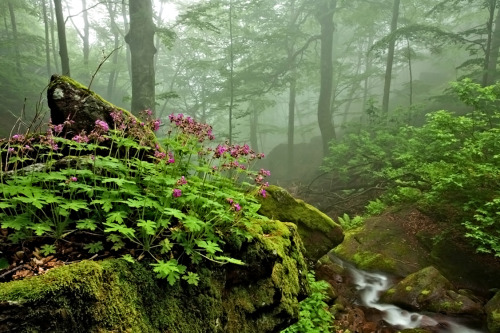 flowersnymph:scent of spring  | by Evgen Dinev   West Balkan - Bulgaria | 500px