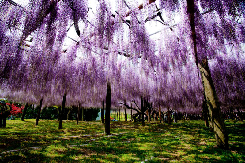 asylum-art:   Japanese Wisteria Tunnel  These photos were taken at the  Kawachi