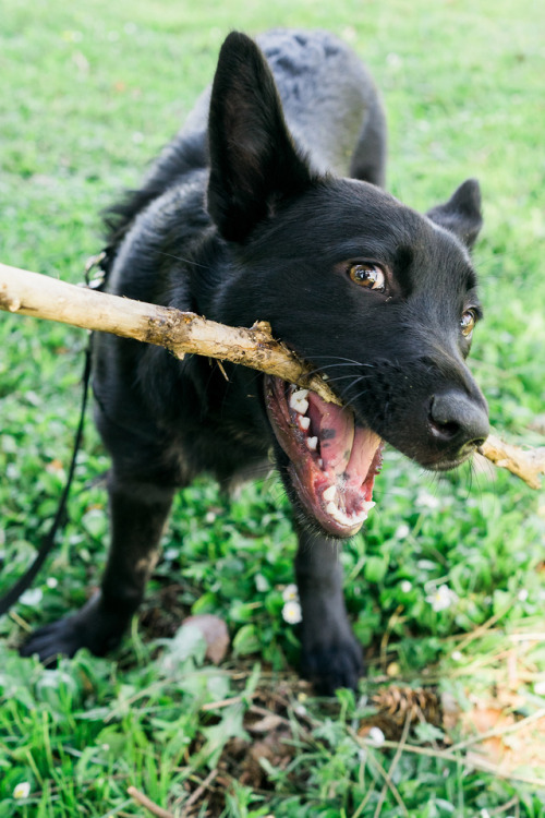 Honey, Australian Kelpie