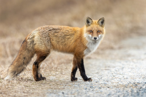 Fluffy Winter Coat by Jerry_a i love to see foxes in the winter. They have such wonderful fluffy coa