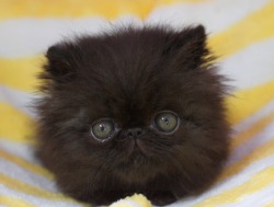 awwww-cute:  Baby picture of my Persian cat