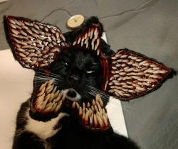 cat-cosplay:  “I could eat a whole bowl of nougat.” ~ De-meow-gorgon… probably.