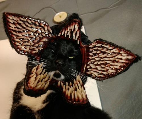 cat-cosplay:  “I could eat a whole bowl of nougat.” ~ De-meow-gorgon… probably.