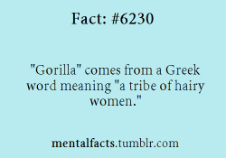 minxxx88:  smiles-and-kinks:  mentalfacts:  Fact  6230:   “Gorilla” comes from a Greek word meaning “a tribe of hairy women.”  Lol lol lol minxxx88  BHAHAHA! 😂 😂 😂 fucking perfect!