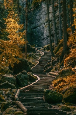 ponderation:  Dark Forests, Sächsische Schweiz by inviv0  