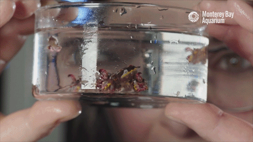 entropy-and-inkblots: montereybayaquarium:  Ever wonder what life is like as a cephalopod