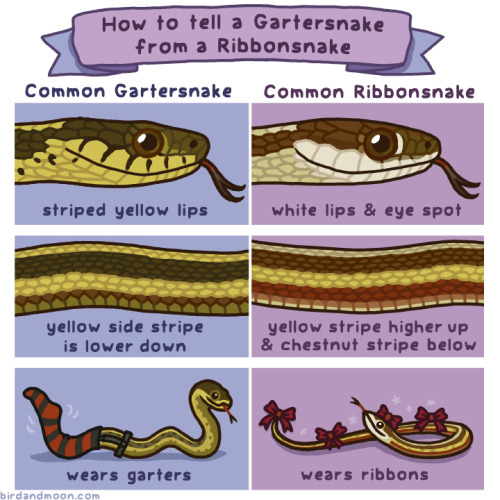 People have been asking me about the difference between Common Ribbonsnakes and Common Gartersnakes,