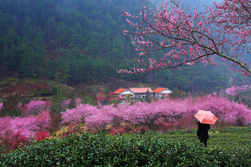 dreams-of-japan:  台中 武陵農場 櫻花 by nodie26 on Flickr.