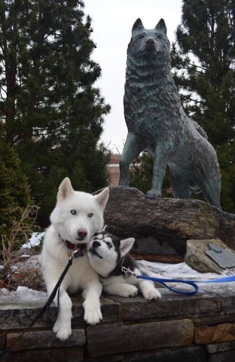 relaxandlaughatyourself:  UConn got a new mascot! Jonathan VIII, on the left, and