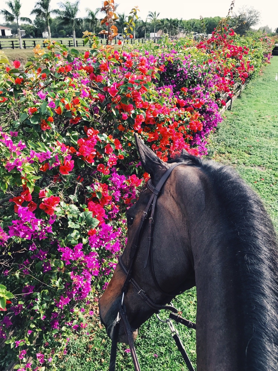 gucci-equestrian:  no mom, it’s stop and *EAT* the flowers. ok bob.🙄🌺🌸🤗