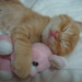 ccorvo:cats with ur best friends! 