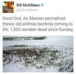 ecosci:  kleenexwoman:  vitabreva:  open-plan-infinity:  For the first time since 1941, anthrax has hit Western Siberia, with 1,500 reindeer dying and 13 Yamal nomads being hospitalized including 4 children.  This is because unusually high temperatures