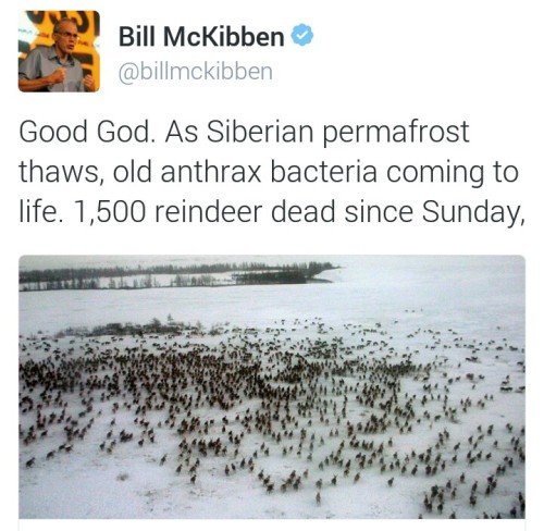 kleenexwoman:vitabreva:open-plan-infinity:For the first time since 1941, anthrax has hit Western Sib