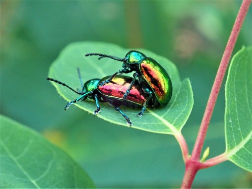 onenicebugperday:Dogbane leaf beetle, Chrysochus auratus, ChrysomelidaeFound in eastern North A