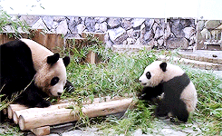 pandasgifs:   baby panda run, catch me mom! (x) 