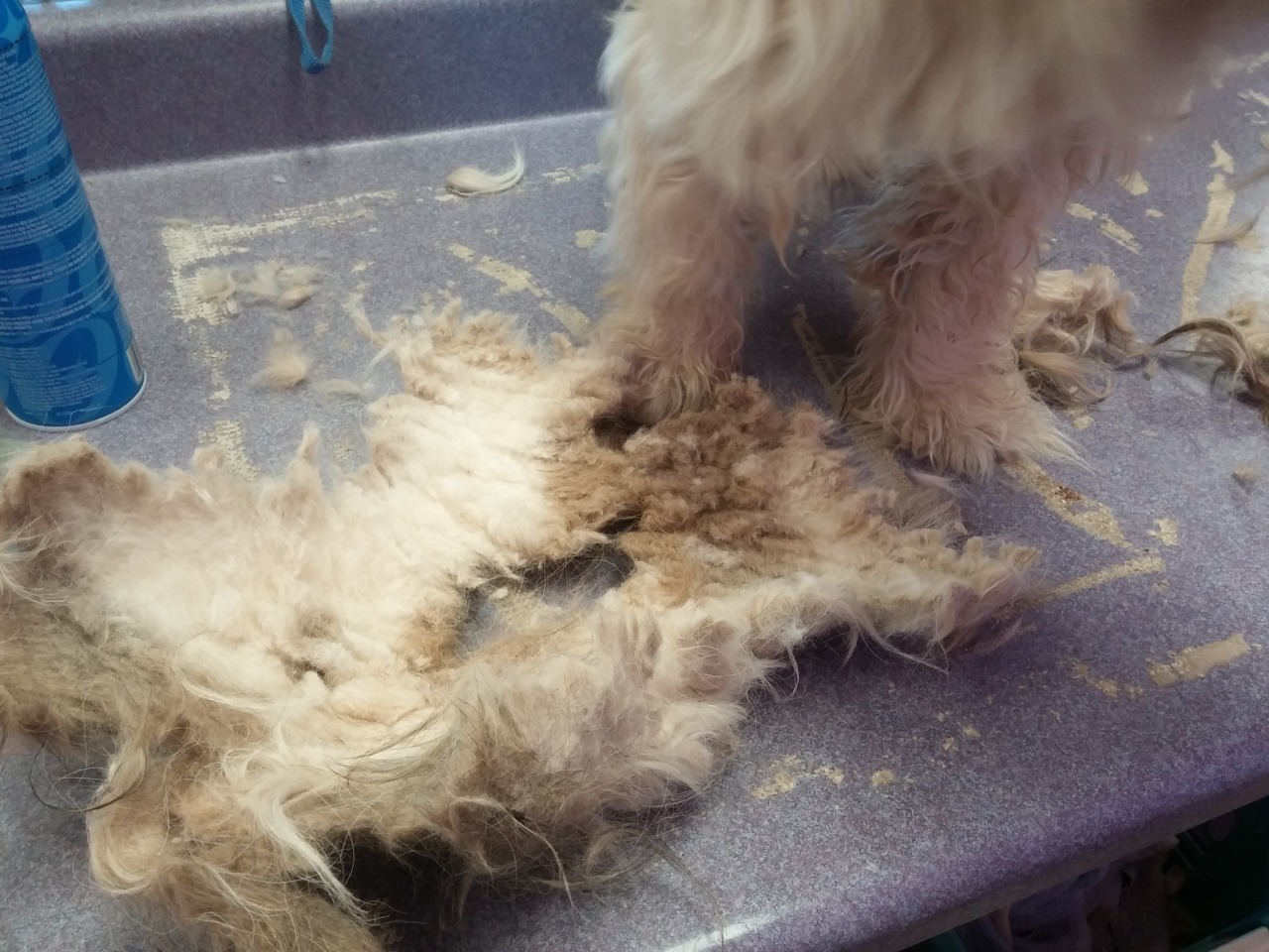mooseings:  fortheloveoffurrythings:  *Sigh* Alright, pet owners. We need to have