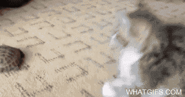 khabi-khushi-khabie-gham:  Here is gif collection of cats being cats
