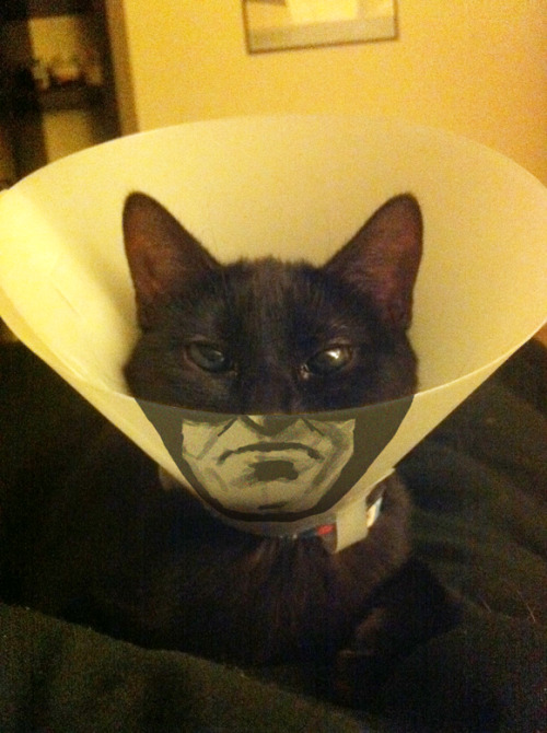   tastefullyoffensive:  He’s the hero Gotham deserves, but not the one it needs right meow. (via)   