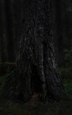 heathenharnow:  Där långa skuggor ruva,