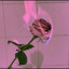 dreamsupreme04