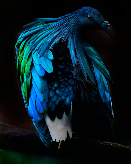 sheisstrangerthanfiction: end0skeletal: The Nicobar pigeon (Caloenas nicobarica) is a pigeon found o