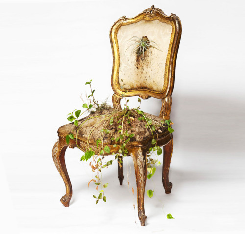 unconsumption:“An old chair is given new life through the introduction of botanical life.&rd