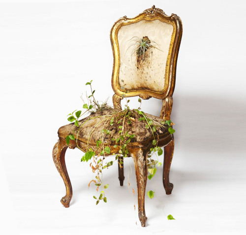 unconsumption:  &ldquo;An old chair is given new life through the introduction of botanical life