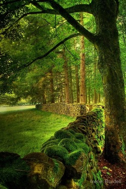 bluepueblo:  Ancient Stone Fence, Lancashire,