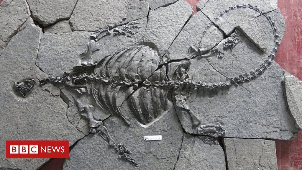 Wtf Triassic Tanystropheus