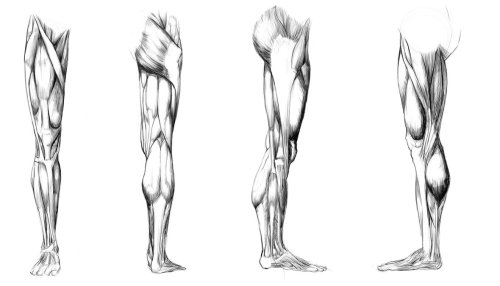  A spectacular fuck-ton of human leg references. Sourced by no15201: http://anatomy4sculptors.com/?m