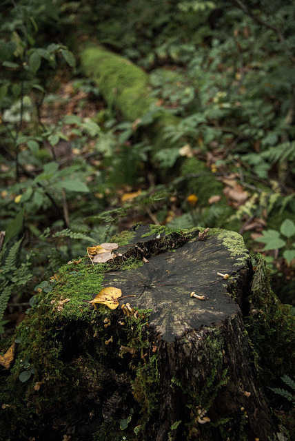 natural-magics:Deep Forest by popmania