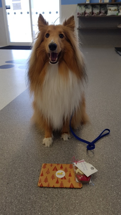 Atticus and I had to work all day today so I let him open his secret santa gifts! Thank you @blueboy