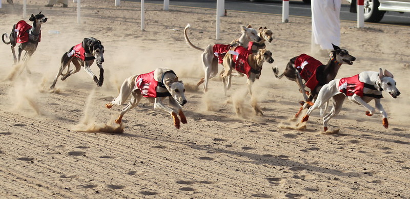 Saluki racing in the UAE. Traditionally the dog’s feet are dyed with red henna to harden the feet and protect them from injury. ...