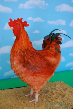 cakedecoratingtopcakes:  Macho the Rooster