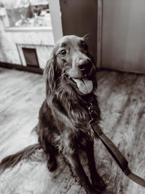 totallydoglife: Golden retriever with tongue out.