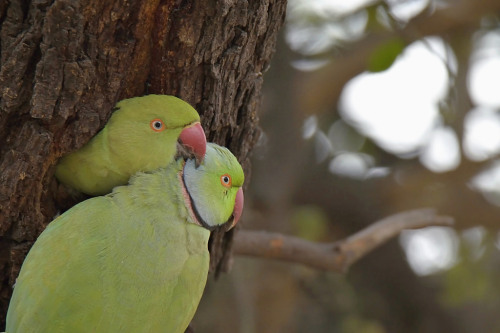 Rose-Ringed Parakeet (Psittacula krameri) >>by Anil