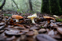 steepravine:Three Mushrooms Hanging OutI’ve never seen three different macro species of mushrooms bloom in a line like this. Pretty cool!(Marin, California - 12/2014)