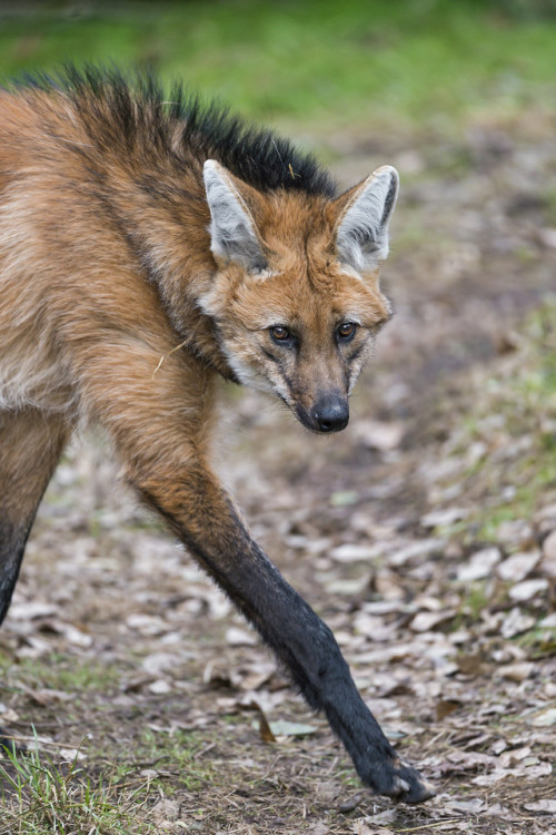 end0skeletal-undead:Maned Wolves byTambako The Jaguar