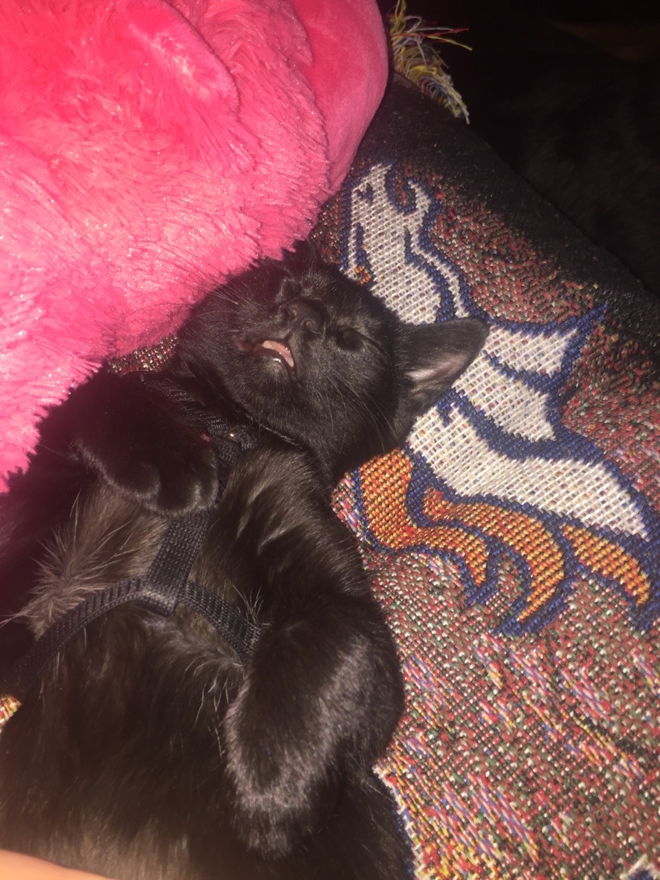 Unflattering Cat Selfies
