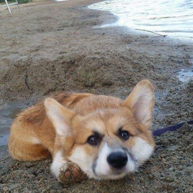 insanecorgi:  knivesthecorgi:  Knives, whatchu thinkin’ about?  Oh nothin’…face