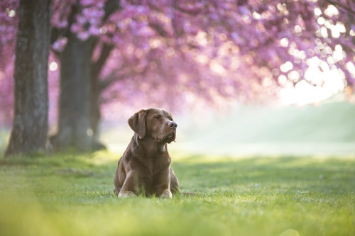 cherry trees