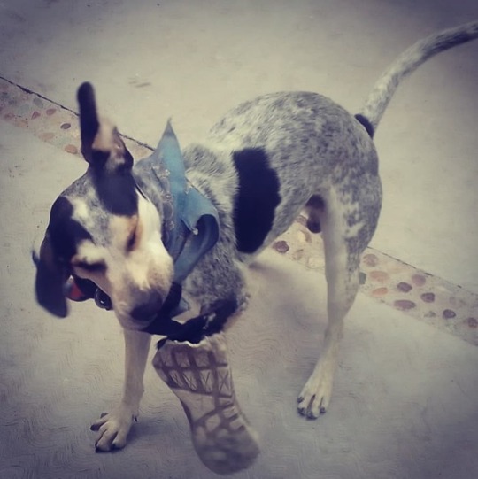 Ya vi donde termino mi tenis πππ» Perro muerto πΎππΉ https://www.instagram.com/p/B0O6bZiDPGk/?igshid=1hwebz64yz8av