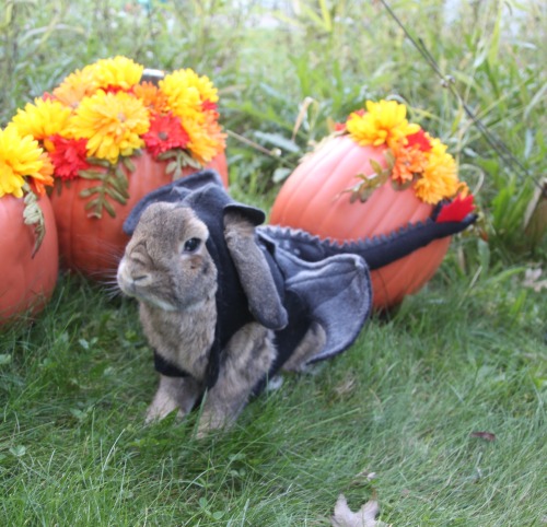 flygex-eatin-on-softies:  reberrycosplayandcostuming:  “I am fire, I am death, I am fluff.”Spent today dressing up my pet rabbits Sunshine and Hazel as Stormfly and Toothless from “How To Train Your Dragon”. Cutness overload achieved.