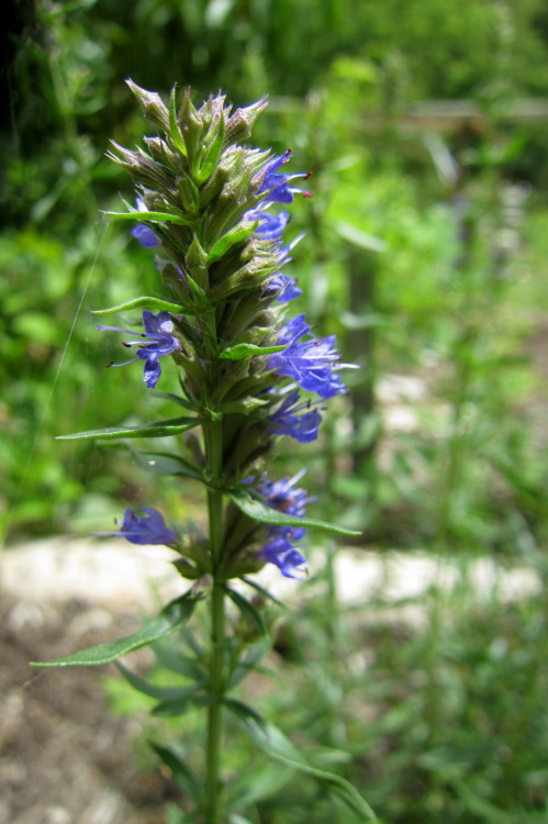 June 2015 - Hyssopus officinalis / HyssopOkay so this might not be the most exciting photo of Hyssop