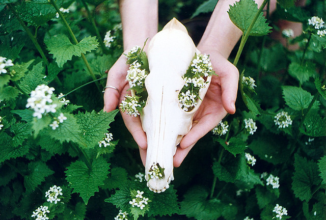 aphelia:  untitled by eros turannos on Flickr. 