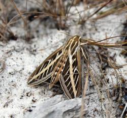 Mypubliclands:  Happy National Pollinator Week! A White-Lined Sphinx Moth (Hyles