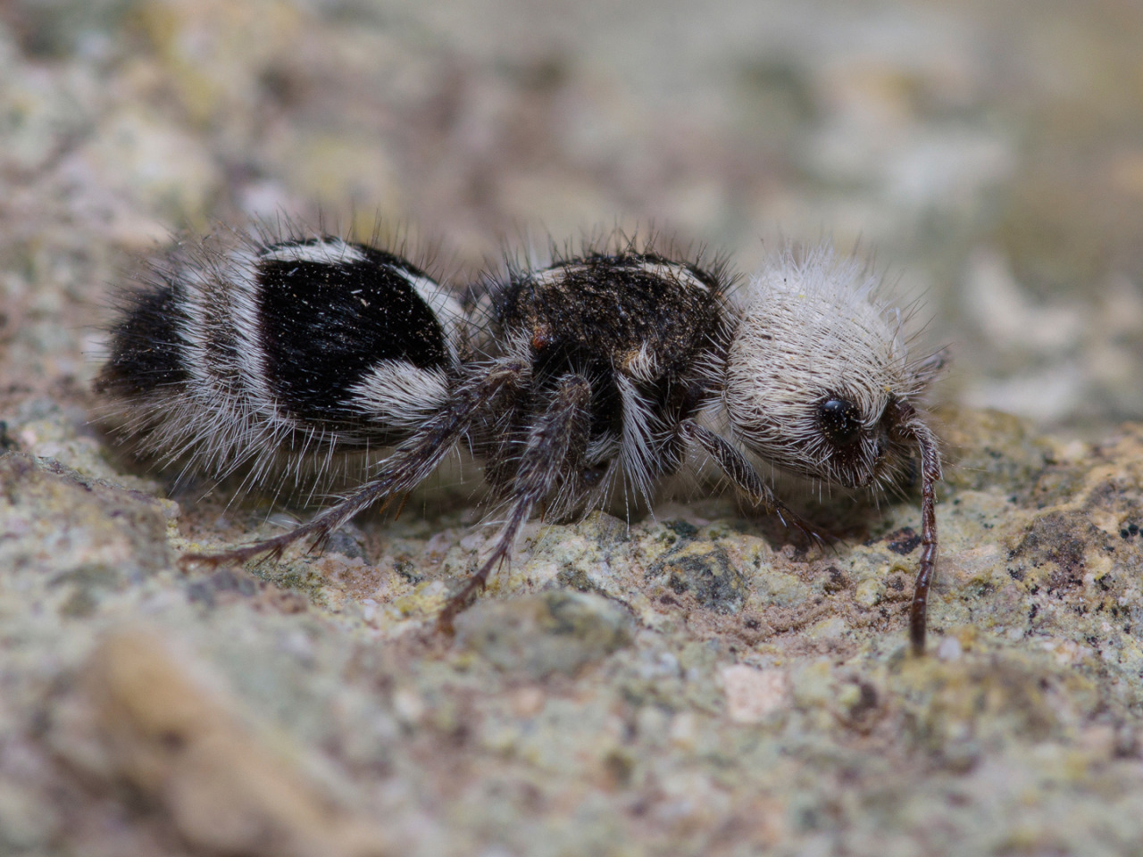 One Nice Bug Per Day — Panda velvet ant, Euspinolia militaris,...