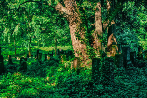 Abandoned Cemetery山奥の無縁墓地,日本