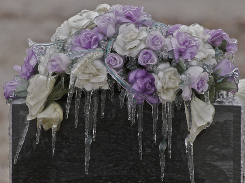 malformalady:Cemetery flowers after ice storm, Westwood CemeteryPhoto credit: Peter Fricke