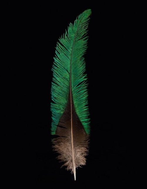 nevver:Birds of a feather, Robert Clark